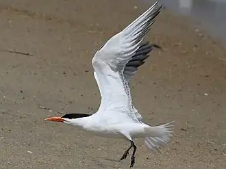 All white underparts Rodanthe, North Carolina