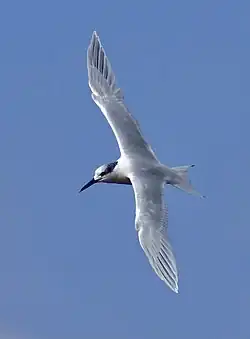 Sandwich tern, Llobregat Delta, Barcelona