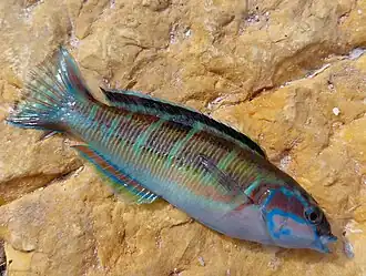 Female, in Italy
