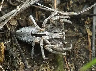 T. arenarius