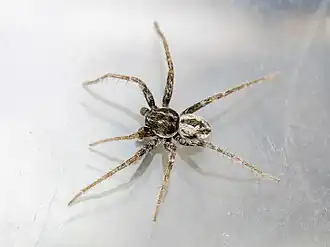 Thanatus atratus