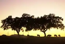 Twilight landscape with Iberian pigs under oak trees in Tharsis.