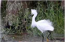 Breeding plumage