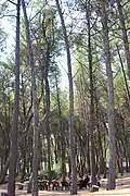 A sacred space, the Pines are home to our Orthodox Life sessions, where campers and Staff have discussions about their faith and their relationships with God.