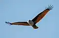 Image 8The Brahminy kite (Haliastur indus) is a medium-sized bird of prey in the family Accipitridae found in the Indian subcontinent, Southeast Asia and Australia. They are found mainly on the coast and in inland wetlands, where they feed on dead fish and other prey. Adults have a reddish-brown body plumage contrasting with their white head and breast which make them easy to distinguish from other birds of prey. The pictured specimen was photographed at Kuakata Eco-Park. Photo Credit: Md. Tareq Aziz Touhid