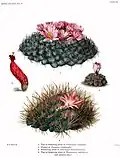 As Echinopsis rhodocantha from The Cactaceae (1919-1923) by Britton et Rose, Vol. III. (1922)