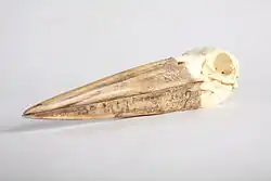 Skull cast from an individual displays its long beak