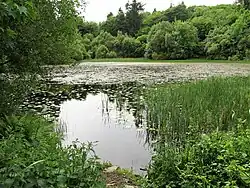 The Cypress Pond