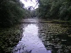 Little Danube in the village