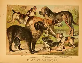 Image 57An 1897 illustration showing a range of European dog breeds (from Dog breed)