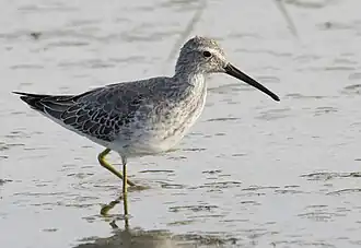 A stilt sandpiper in non-breeding plumage; note the yellow legs.