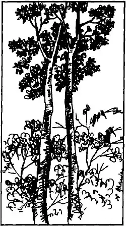 The twin sacred trees (U Machin-Manao) growing in the Kongba Maru religious site, being a notable example of the holy plants in Meitei culture[1]