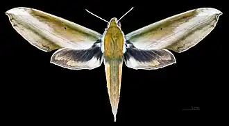 Female dorsal