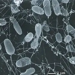Thermophiles, such as Pyrolobus fumarii, survive well over 100&nbsp;°C