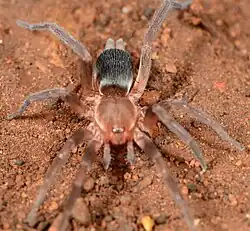 female