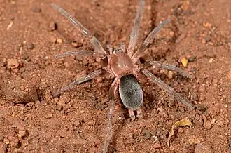 female