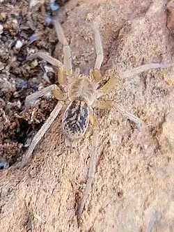 T. maculata