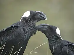 Preening