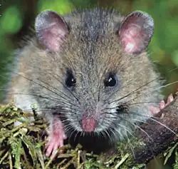 Gray mouse