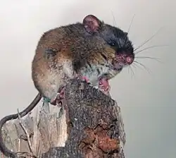 Gray and brown mouse