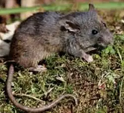 Thomasomys taczanowskii
