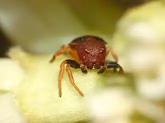 T. pupa from Zimbabwe