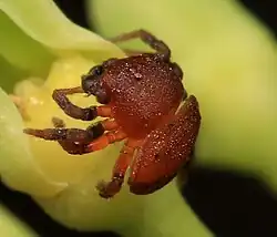 T. senegalensis from South Africa