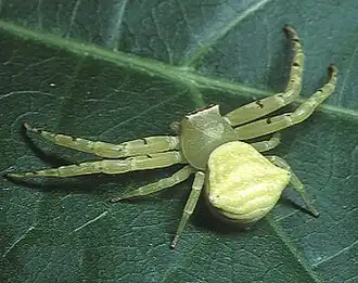 Female Thomisus okinawensis in Japan