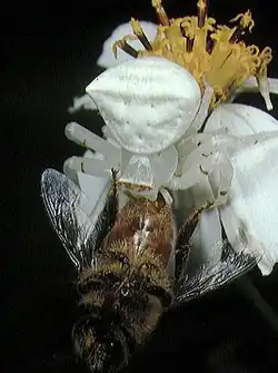 female feeding on bee