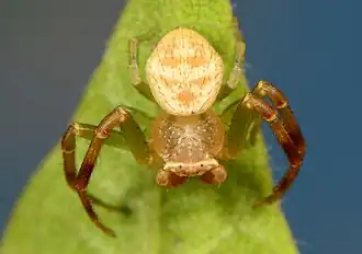 male
