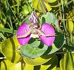 on flower