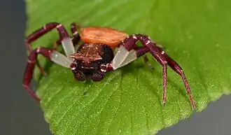 male