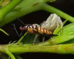 with prey