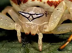 frontal view of female