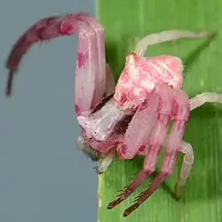 female