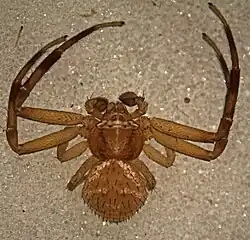 male