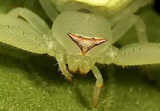 front view of female