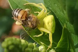 preying on bee