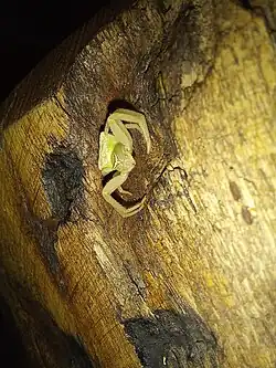 on trunk