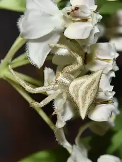 in white flowers