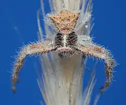 showing hairiness
