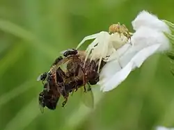 with bee, male and commensal flies
