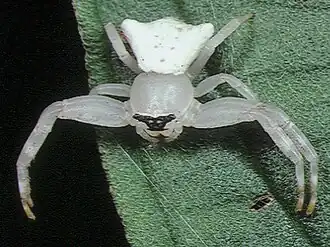 Female Thomisus kitamurai in Japan