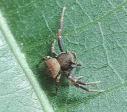 Male Thomisus kitamurai from Japan