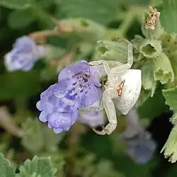 Female Thomisus labefactus