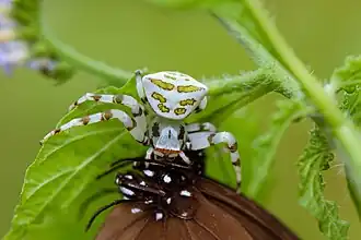 female feeding on moth