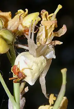 Mating