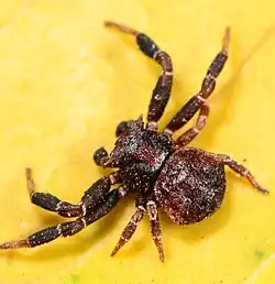 male