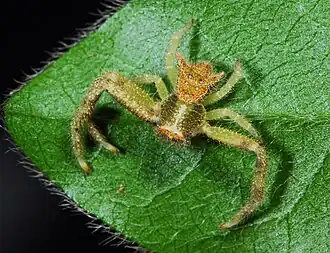 female juvenile