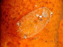 Thordisa sanguinea